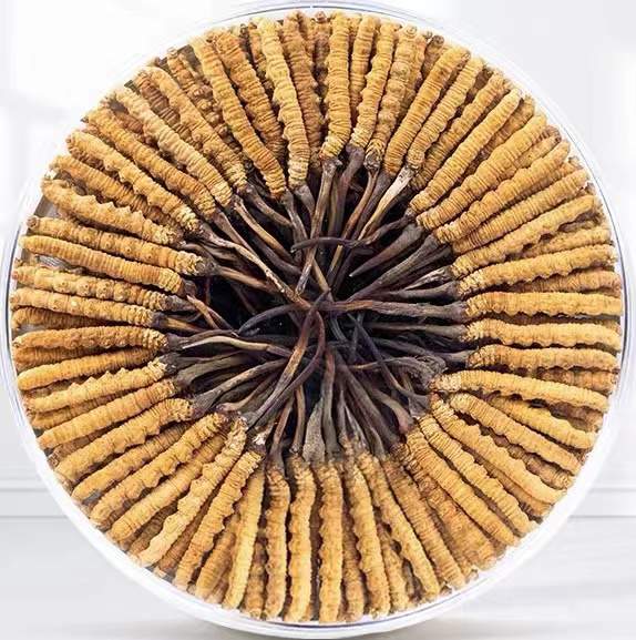 博湖冬虫夏草回收